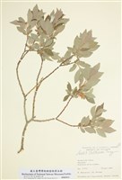 藏品(鳥嘴柳)的圖片